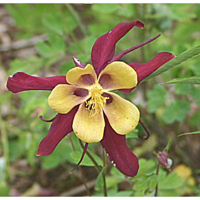 Mckana Giants Aquilegia - Flowers
