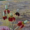 Mexican Hat Coneflower - Flowers