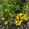 Mexican Mint Marigold - Flowers