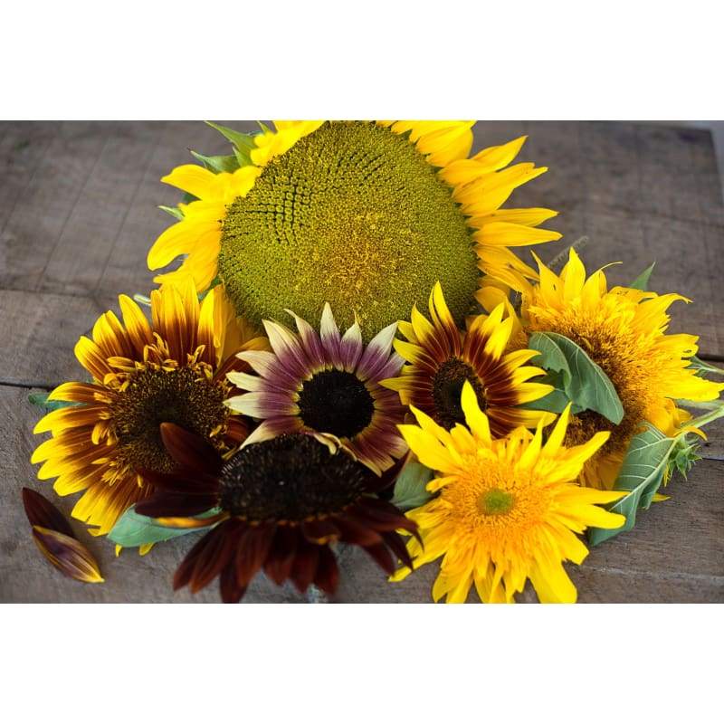 Monet’s Pallet Mix Sunflower - Flowers