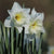 Mount Hood Narcissus