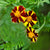 Mr Majestic Marigold - Flowers