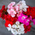 Multibloom Mix Geranium - Flowers