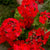Multibloom Red Geranium - Flowers