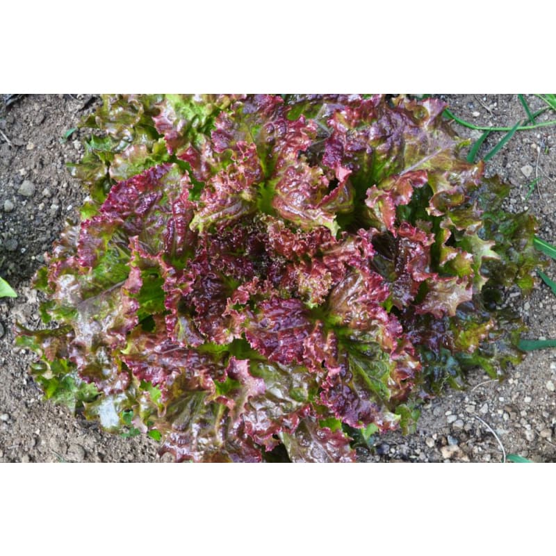 New Red Fire Lettuce (45 Days)
