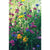 North American Wildflower Mix 1 Lb - Flowers
