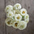 Oklahoma White Zinnia - Flowers