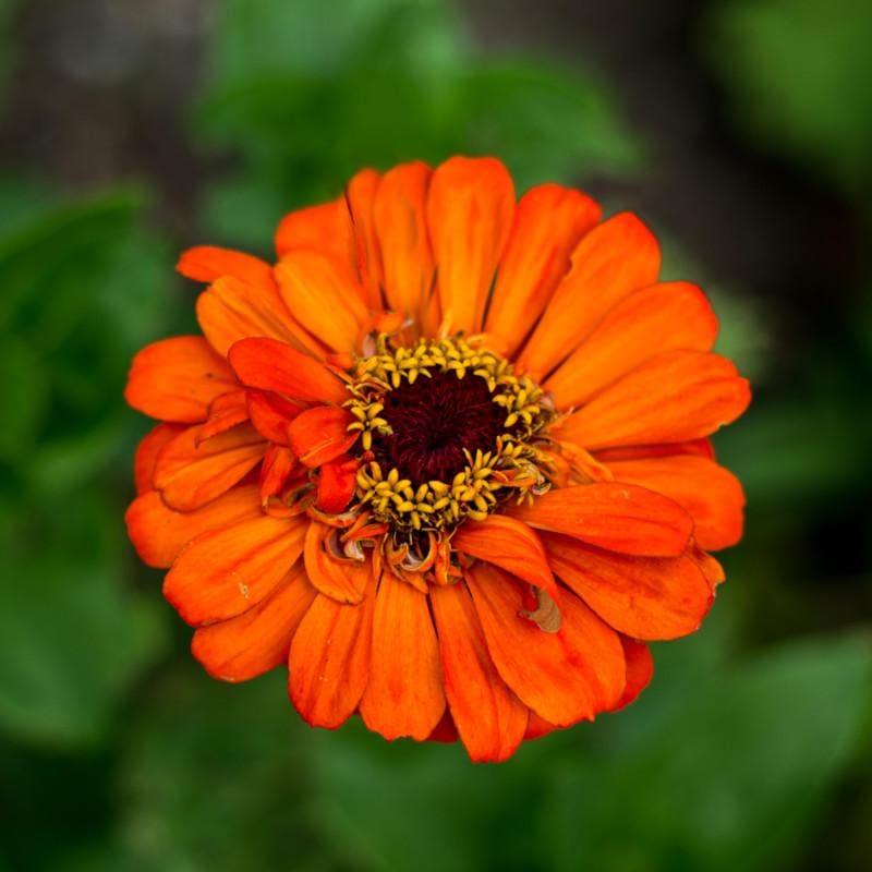 Orange King Zinnia - Flowers