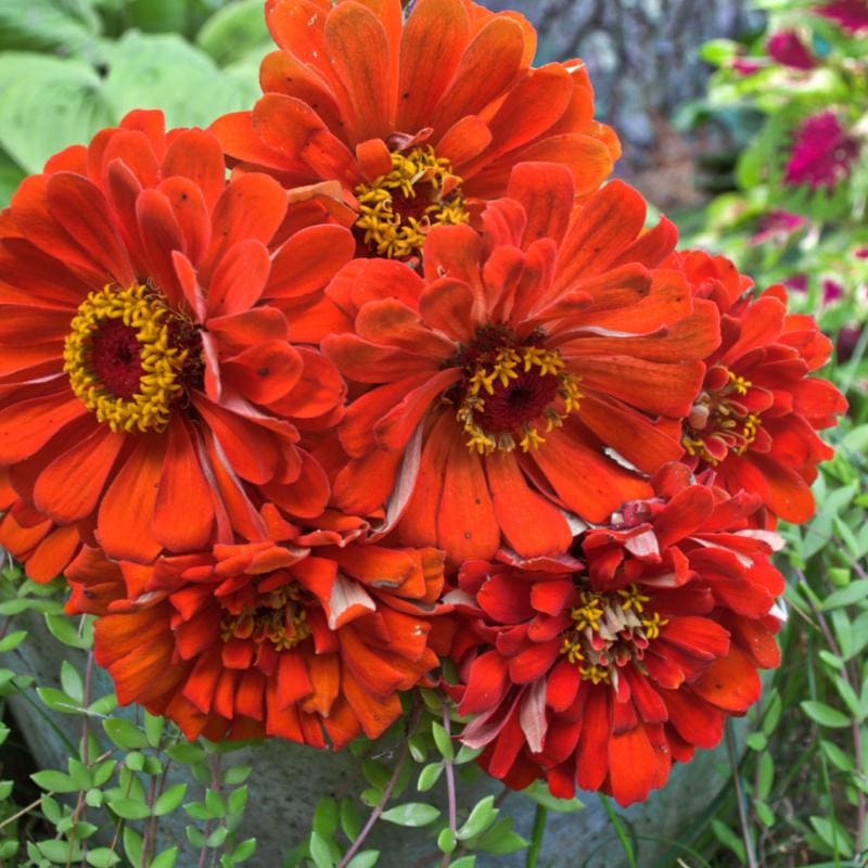 Orange King Zinnia - Flowers