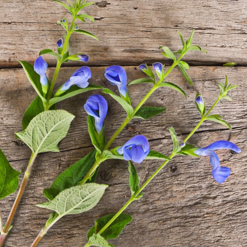 Patio Deep Blue Salvia - Flowers