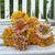 Peppermint Stick Zinnia - Flowers