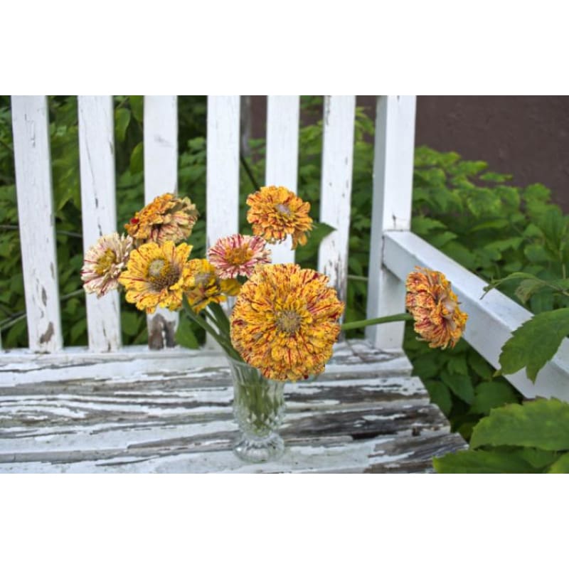 Peppermint Stick Zinnia - Flowers