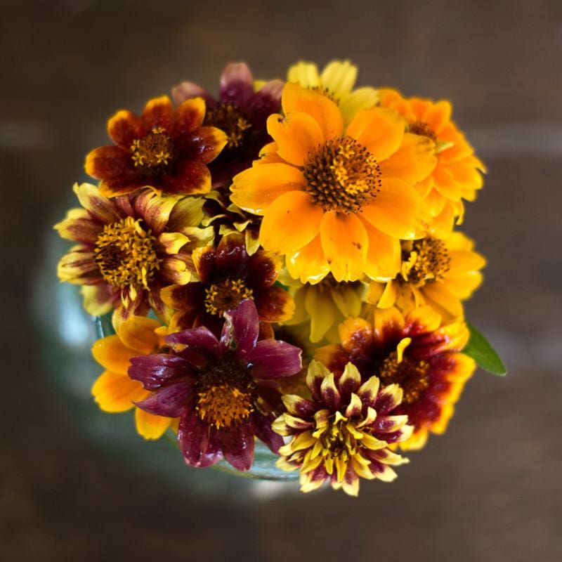 Persian Carpet Zinnia - Flowers