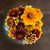 Persian Carpet Zinnia - Flowers