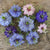 Persian Jewels Nigella - Flowers