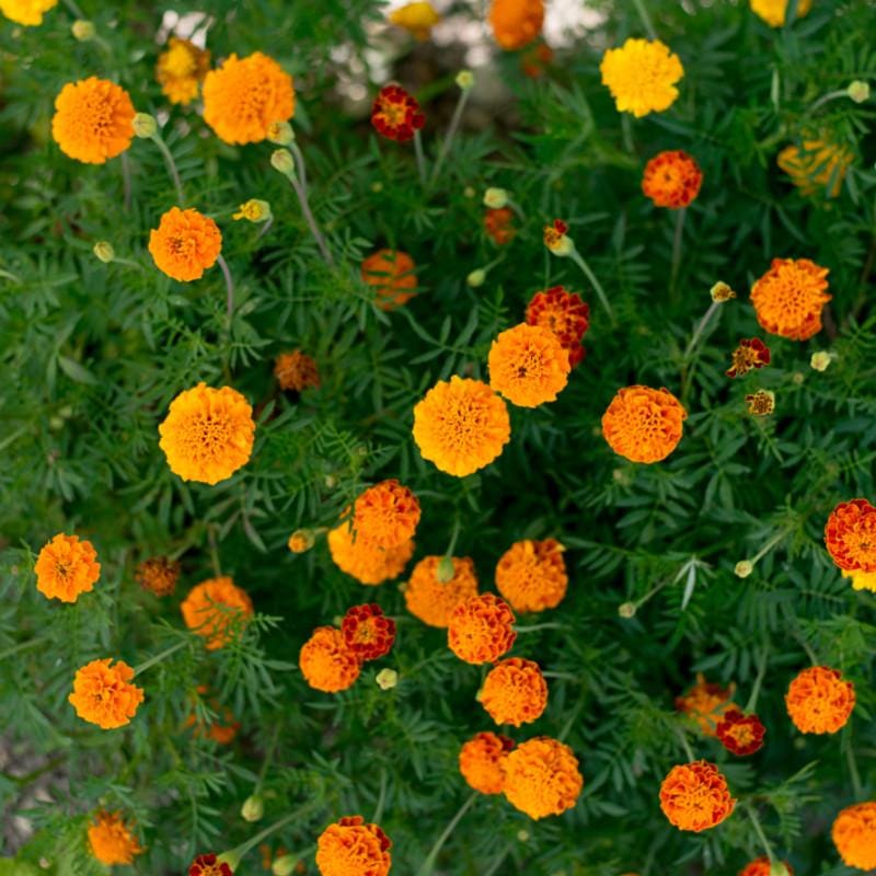 Petite Mix Marigold - Flowers