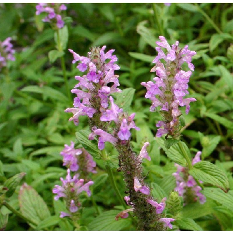 Pink Catmint - Flowers