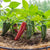 Pot-a-Peno Pepper (F1 Hybrid 45-60 Days) - Vegetables