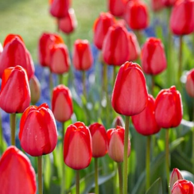 Red Impression Tulip - Fall