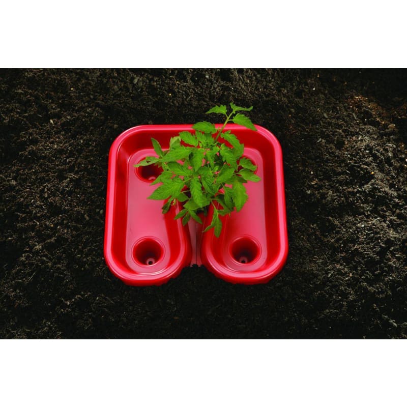 Red Tomato Trays (3) - Supplies