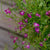 Rose Trailing Lobelia - Flowers