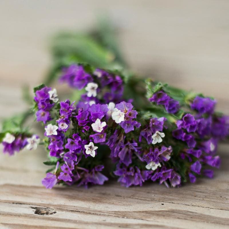 Royal Purple Statice - Flowers