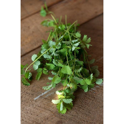Salad Burnet - Herbs