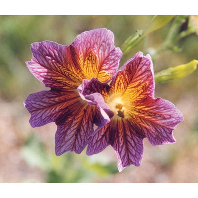 Salpiglossis - Royale Mix - Flowers