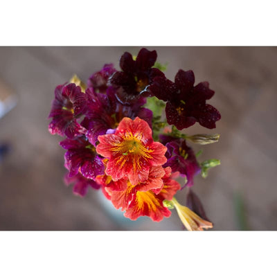 Salpiglossis - Royale Mix - Flowers