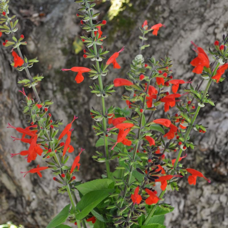 Scarlet Sage - Flowers