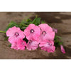 Lavatera - Silver Cup - Flowers