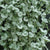 Silver Falls Dichondra - Flowers
