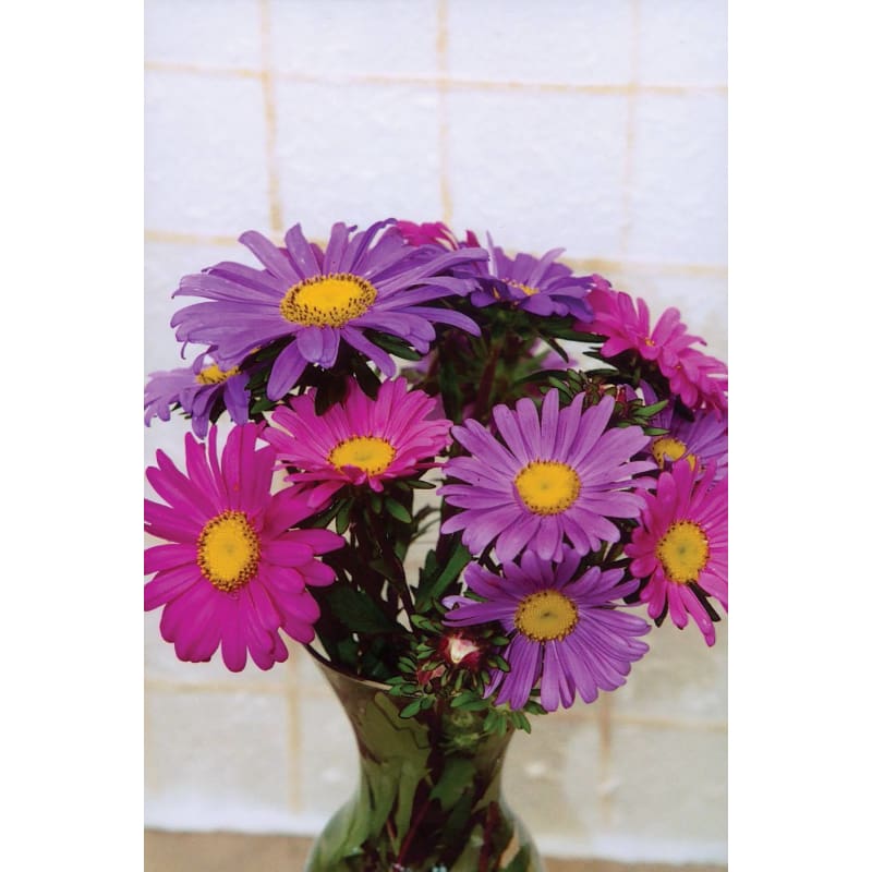 Single Rainbow Mix Aster- Discontinued - Flowers