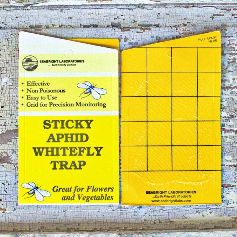 Sticky Aphid & Whitefly Traps (5 Pack) - Supplies
