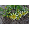 Sunsplash Goldeneye - Flowers