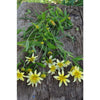 Sunsplash Goldeneye - Flowers