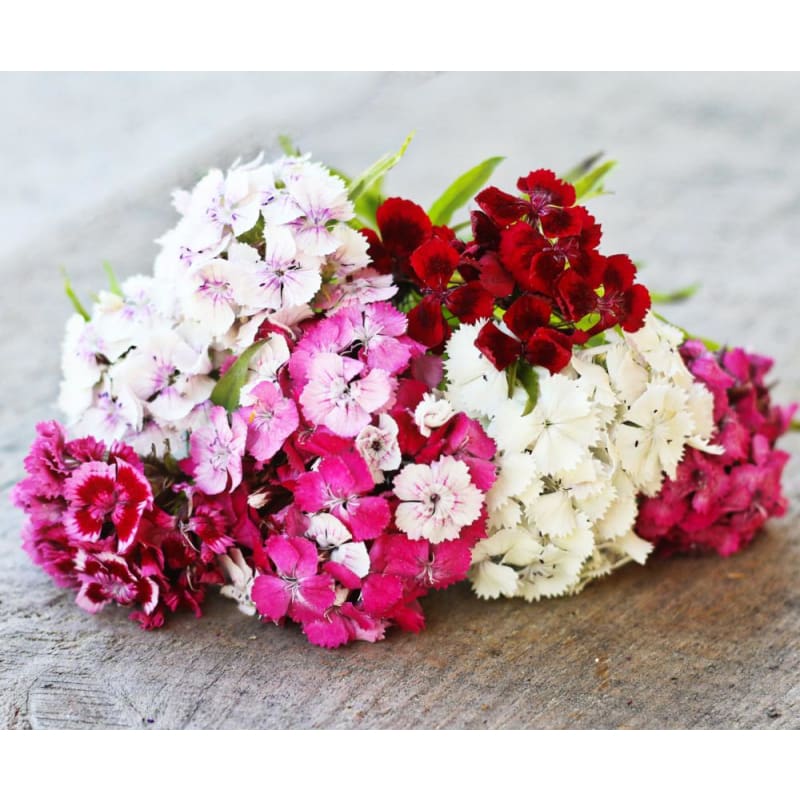 Sweet William Dianthus - Flowers