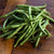 Tendergreen Improved Bush Bean (Heirloom, 53 Days)