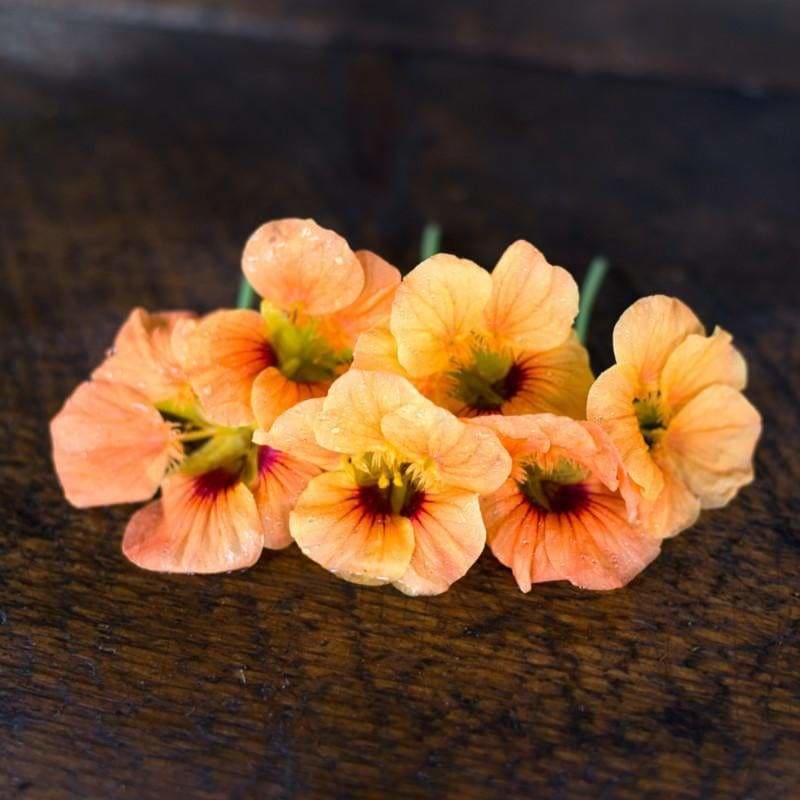 Tip Top Apricot Nasturtium - Flowers