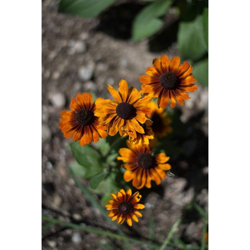 Toto Rustic Colors Rudbeckia - Flowers