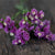 Twilight Lavender Statice - Flowers