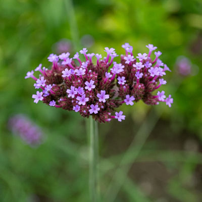 Verbena Bonariensis - Flowers