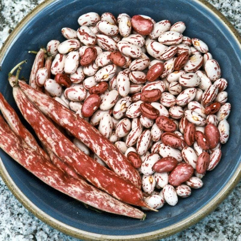 Vermont Cranberry Bush Dried Bean (Heirloom 85 Days)