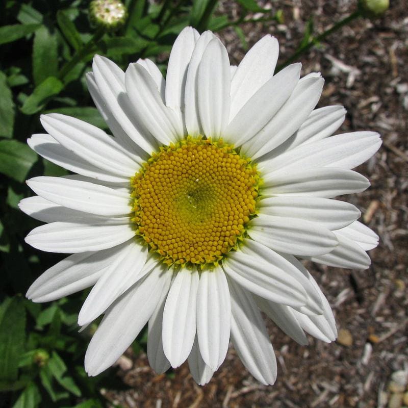 White Breeze Daisy - Flowers